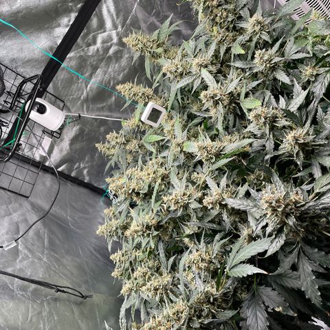 Moby dick XXL  [auto] growlog timeline photo
