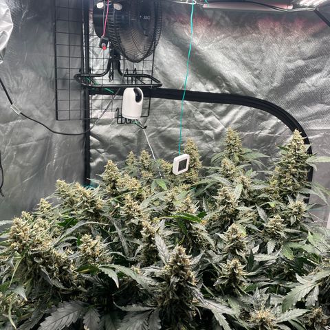 Moby dick XXL  [auto] growlog timeline photo