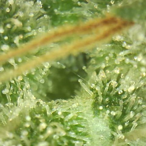 Moby dick XXL  [auto] growlog timeline photo