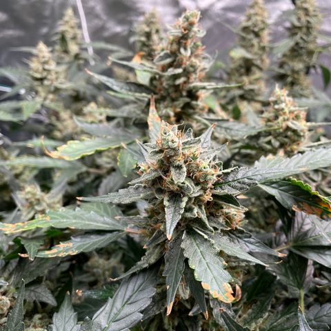Moby dick XXL  [auto] growlog timeline photo