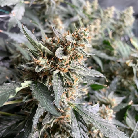 Moby dick XXL  [auto] growlog timeline photo