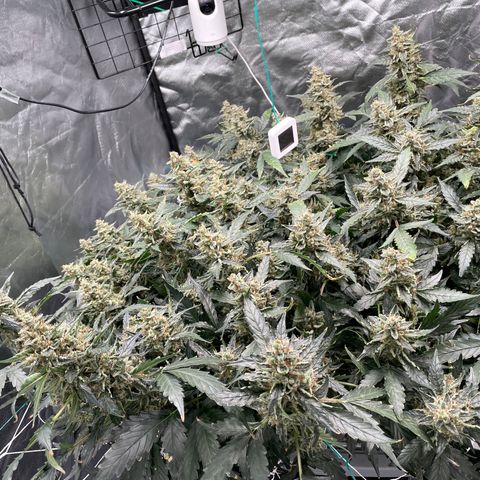 Moby dick XXL  [auto] growlog timeline photo