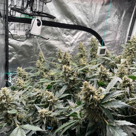 Moby dick XXL  [auto] growlog timeline photo
