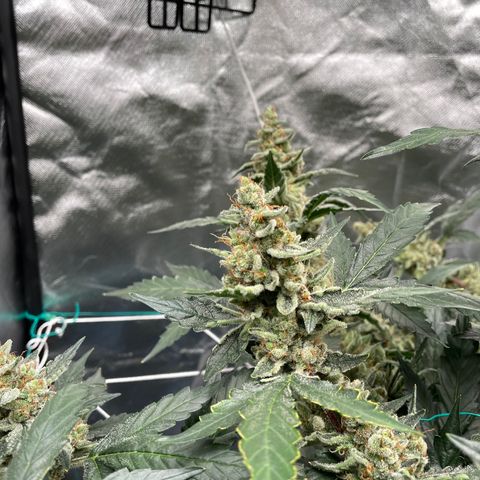 Moby dick XXL  [auto] growlog timeline photo