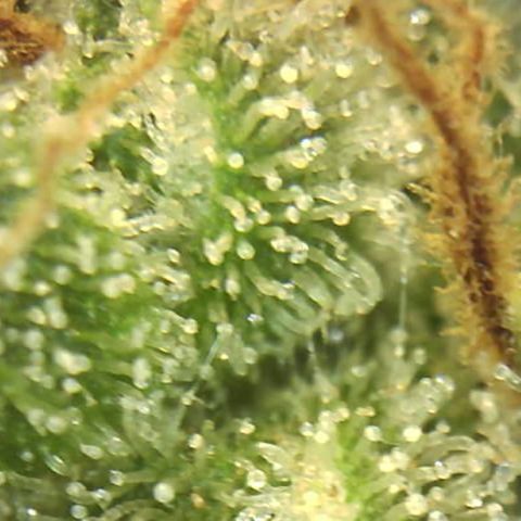 Moby dick XXL  [auto] growlog timeline photo