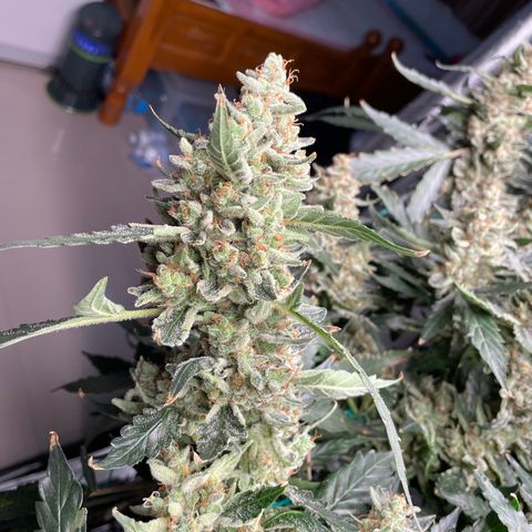 Moby dick XXL  [auto] growlog timeline photo