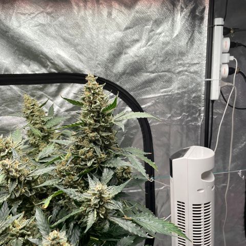 Moby dick XXL  [auto] growlog timeline photo