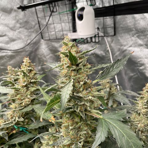 Moby dick XXL  [auto] growlog timeline photo