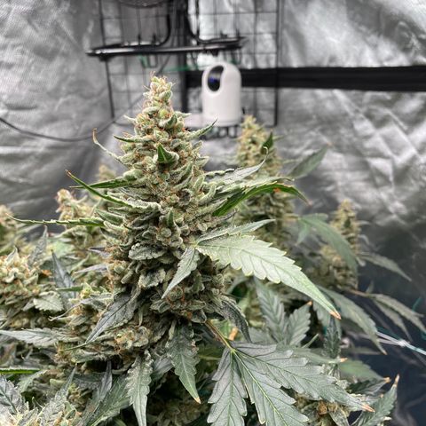 Moby dick XXL  [auto] growlog timeline photo