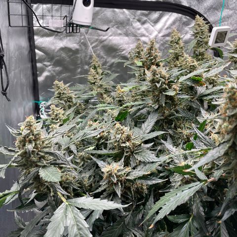 Moby dick XXL  [auto] growlog timeline photo