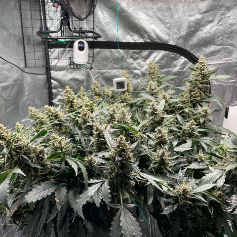Moby dick XXL  [auto] growlog timeline photo