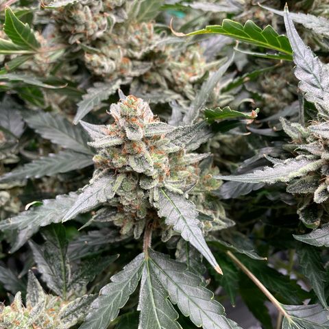 Moby dick XXL  [auto] growlog timeline photo