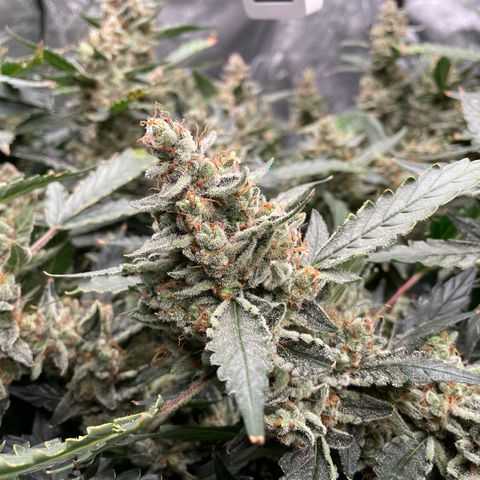 Moby dick XXL  [auto] growlog timeline photo