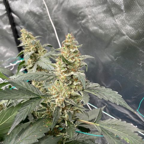 Moby dick XXL  [auto] growlog timeline photo