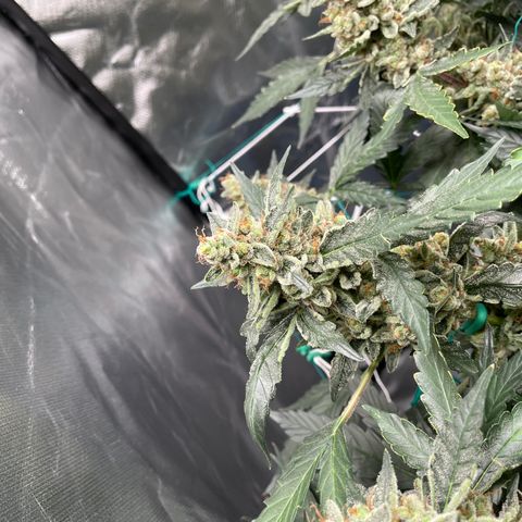 Moby dick XXL  [auto] growlog timeline photo