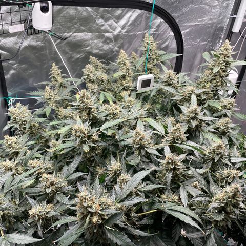 Moby dick XXL  [auto] growlog timeline photo