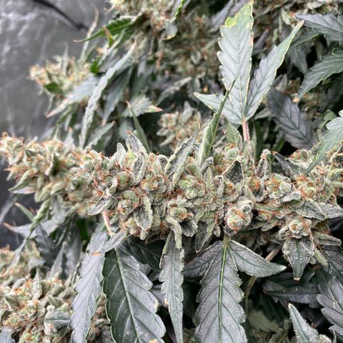 Moby dick XXL  [auto] growlog timeline photo