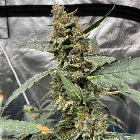 Moby dick XXL  [auto] growlog timeline photo