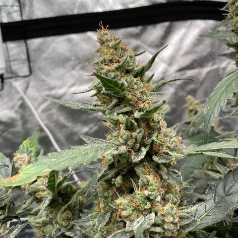 Moby dick XXL  [auto] growlog timeline photo