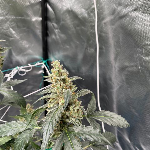 Moby dick XXL  [auto] growlog timeline photo