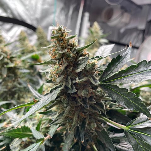 Moby dick XXL  [auto] growlog timeline photo