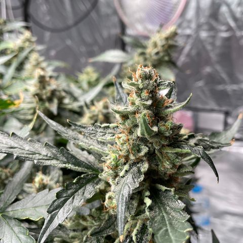 Moby dick XXL  [auto] growlog timeline photo