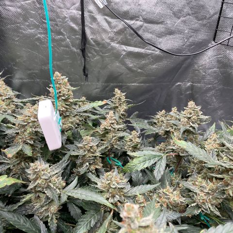 Moby dick XXL  [auto] growlog timeline photo