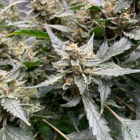 Moby dick XXL  [auto] growlog timeline photo