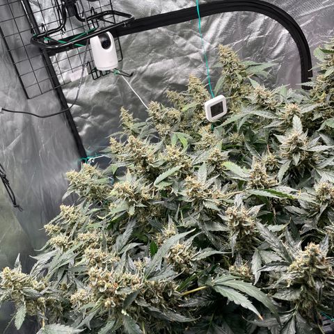 Moby dick XXL  [auto] growlog timeline photo