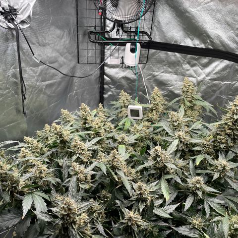 Moby dick XXL  [auto] growlog timeline photo