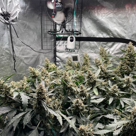 Moby dick XXL  [auto] growlog timeline photo