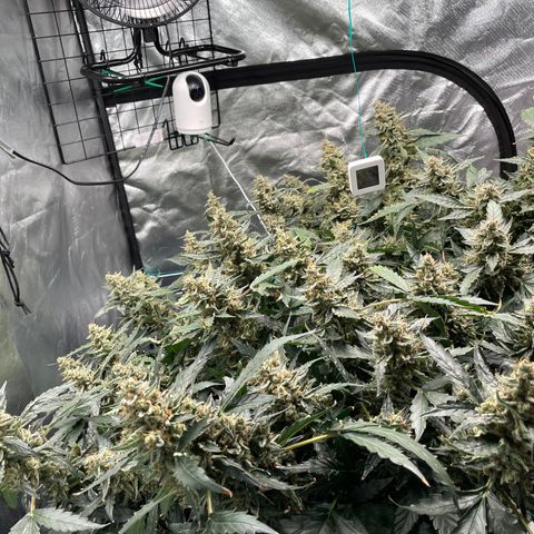 Moby dick XXL  [auto] growlog timeline photo