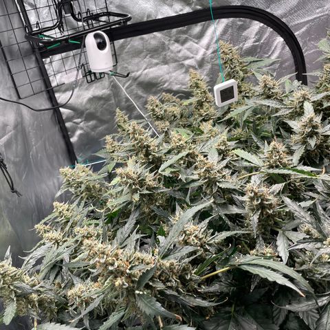 Moby dick XXL  [auto] growlog timeline photo
