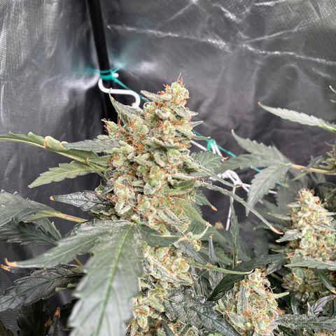 Moby dick XXL  [auto] growlog timeline photo