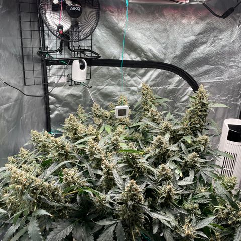Moby dick XXL  [auto] growlog timeline photo
