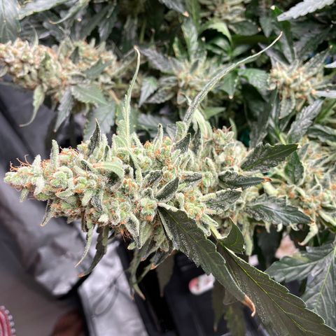 Moby dick XXL  [auto] growlog timeline photo