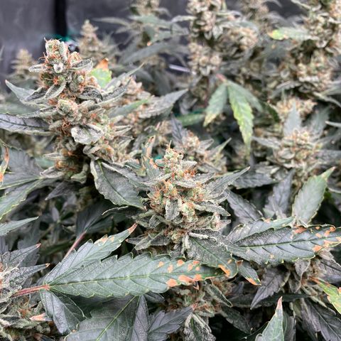 Moby dick XXL  [auto] growlog timeline photo