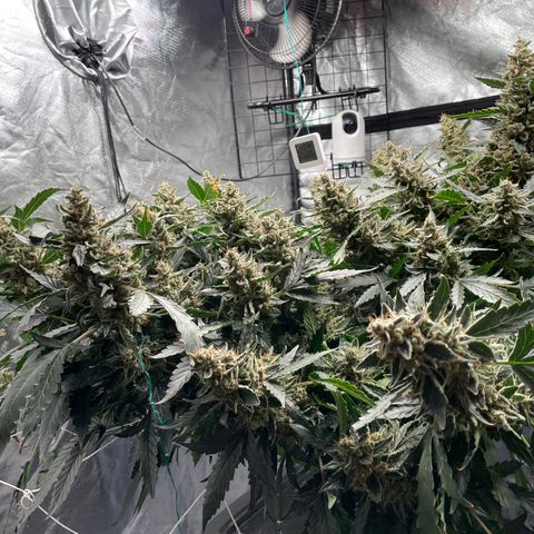 Moby dick XXL  [auto] growlog timeline photo