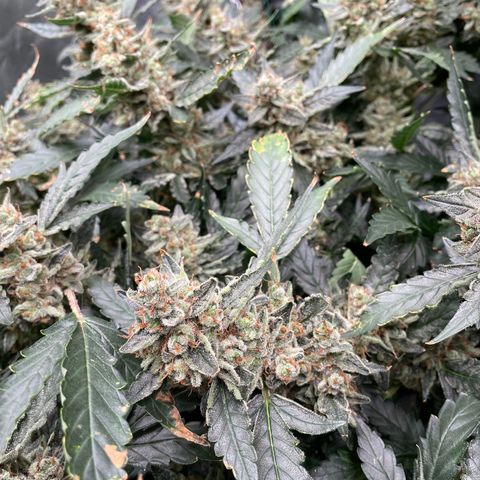 Moby dick XXL  [auto] growlog timeline photo