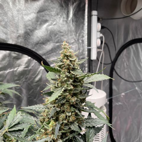 Moby dick XXL  [auto] growlog timeline photo