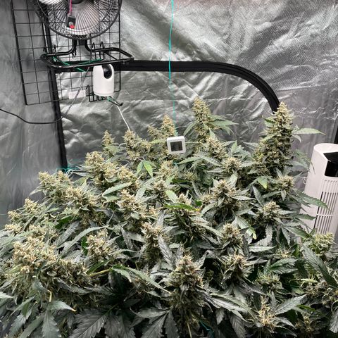 Moby dick XXL  [auto] growlog timeline photo