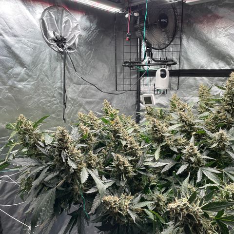 Moby dick XXL  [auto] growlog timeline photo