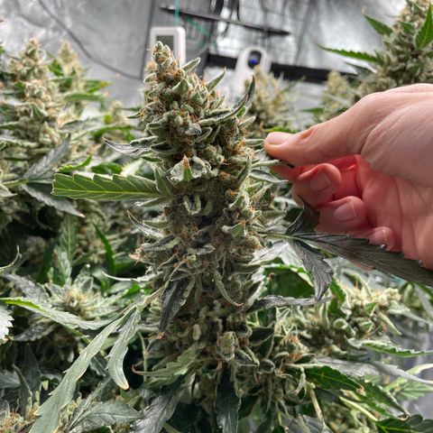 Moby dick XXL  [auto] growlog timeline photo