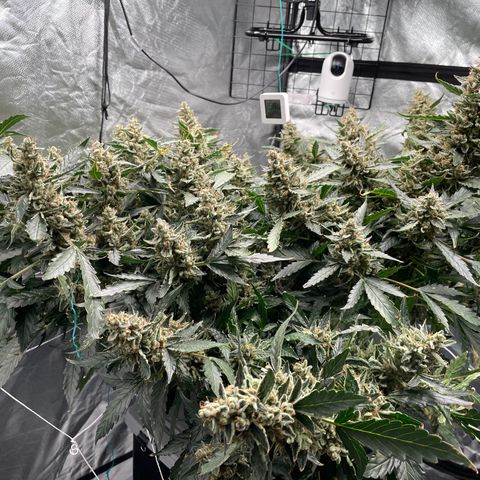 Moby dick XXL  [auto] growlog timeline photo