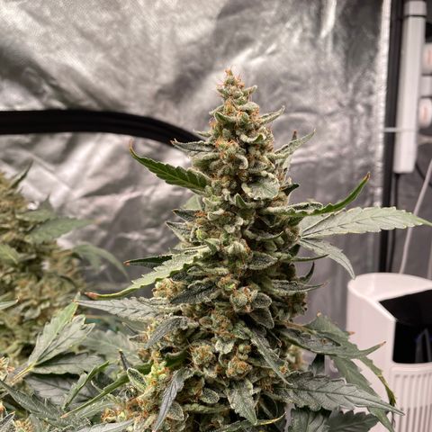 Moby dick XXL  [auto] growlog timeline photo