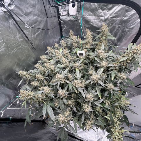 Moby dick XXL  [auto] growlog timeline photo