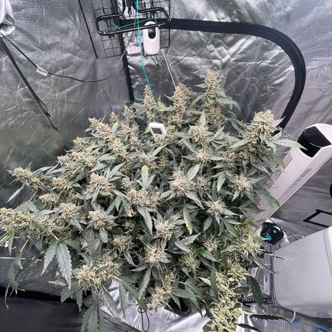 Moby dick XXL  [auto] growlog timeline photo