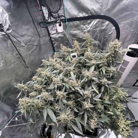 Moby dick XXL  [auto] growlog timeline photo