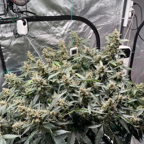 Moby dick XXL  [auto] growlog timeline photo
