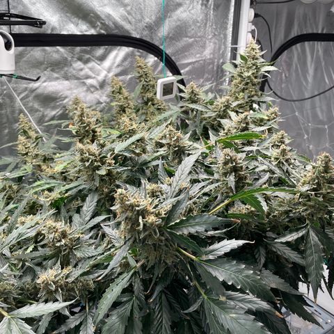 Moby dick XXL  [auto] growlog timeline photo